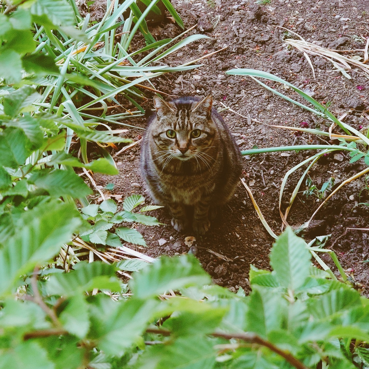 f:id:tomoeagle:20200520054251j:plain