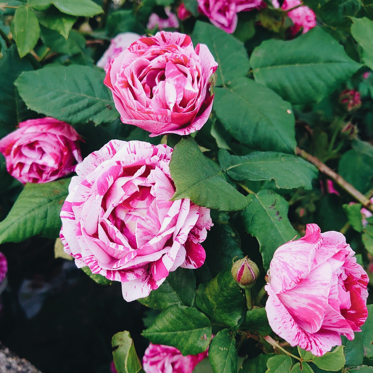 f:id:tomoeagle:20200524224052j:plain