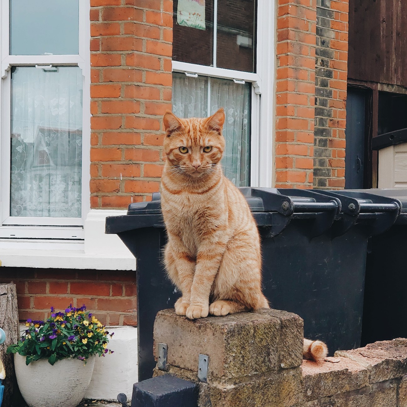 f:id:tomoeagle:20200614031746j:plain