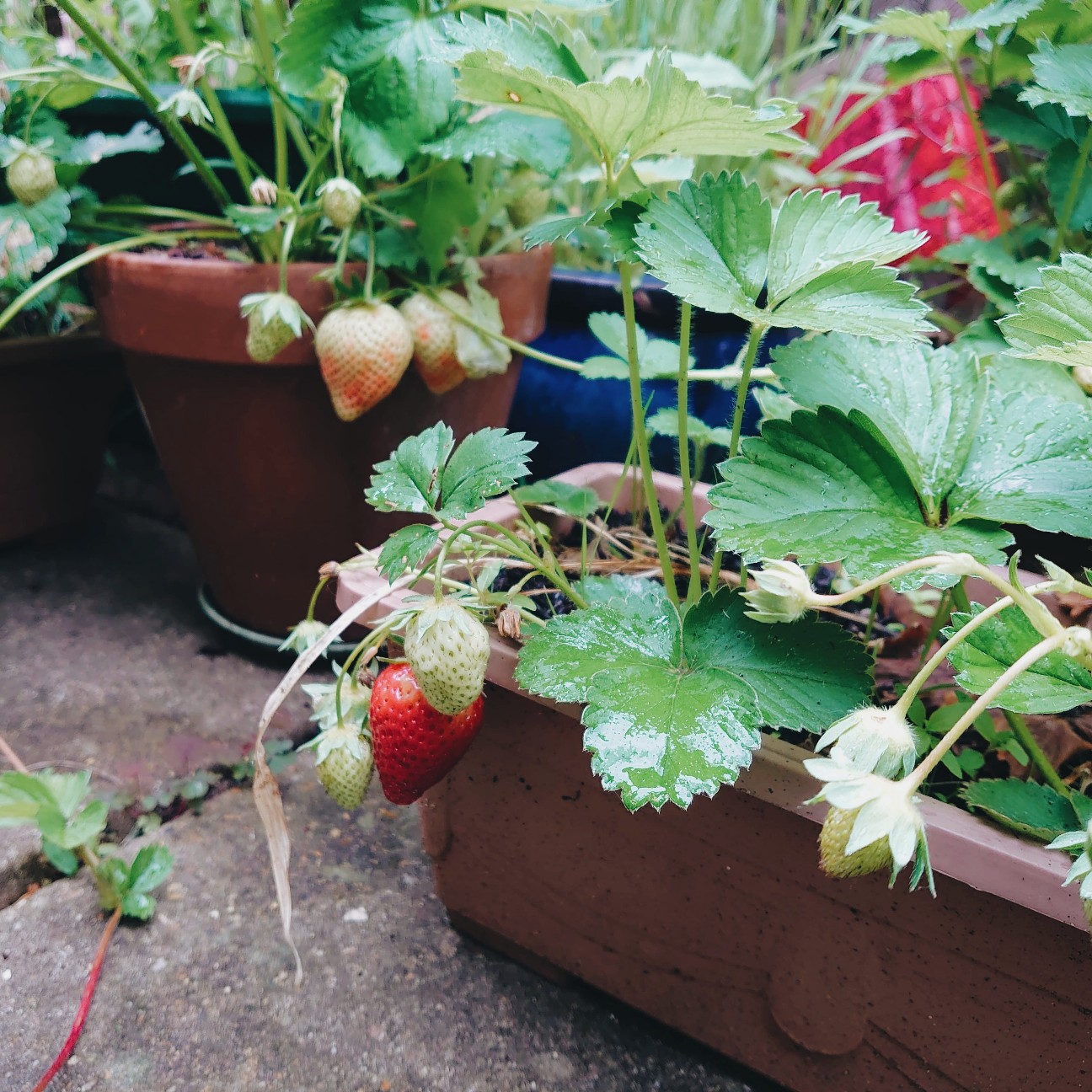 f:id:tomoeagle:20200614032225j:plain