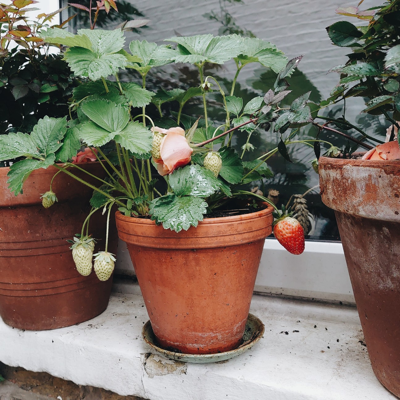 f:id:tomoeagle:20200614032430j:plain