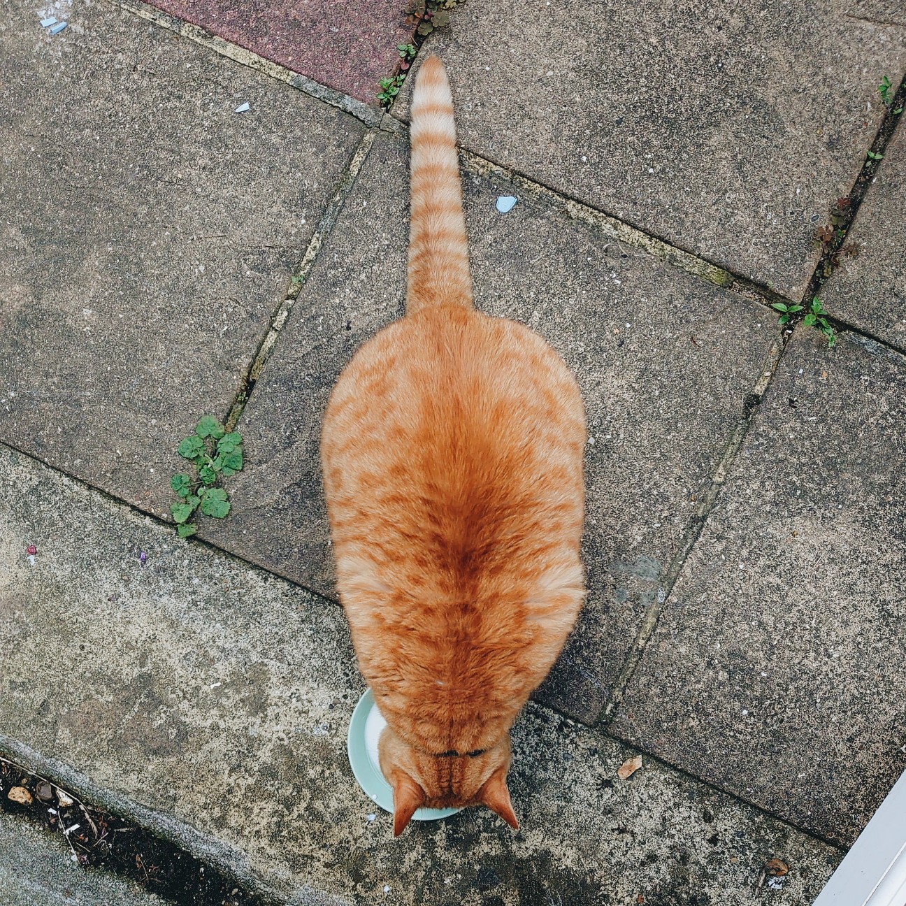 f:id:tomoeagle:20200621021123j:plain