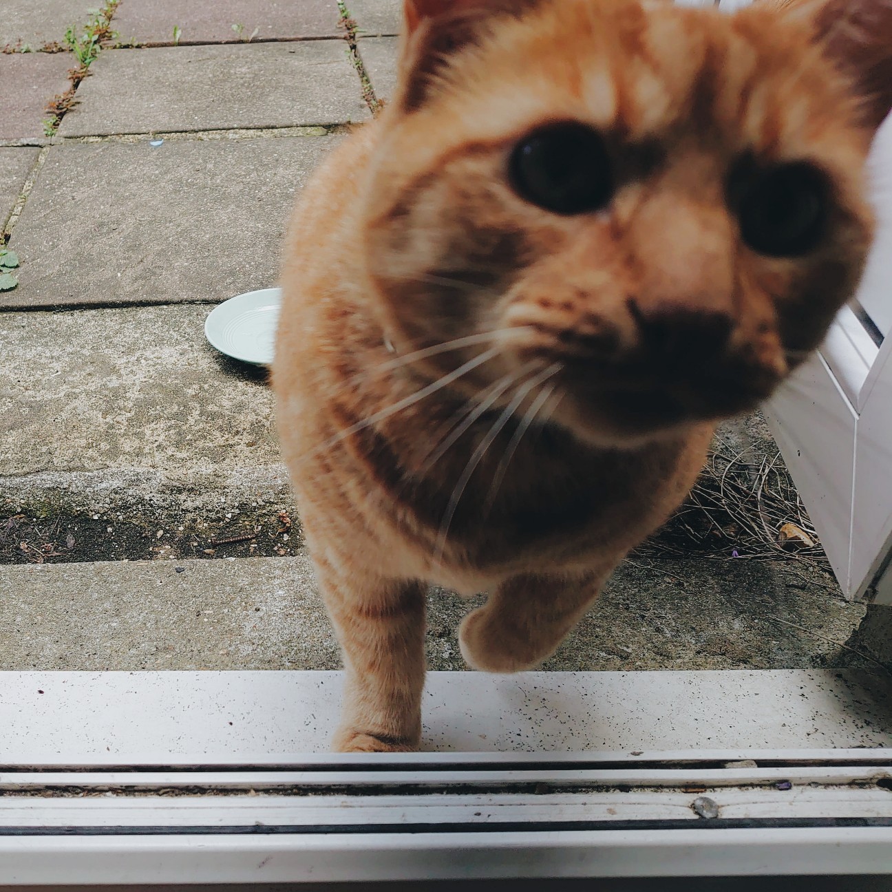 f:id:tomoeagle:20200621021447j:plain