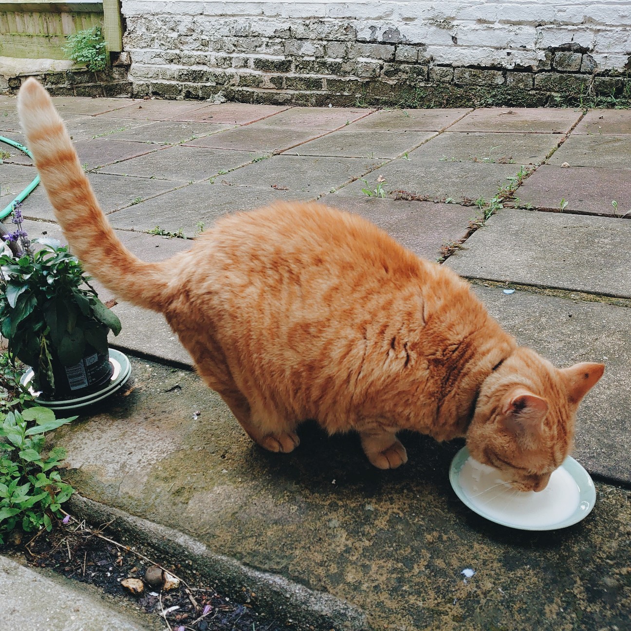 f:id:tomoeagle:20200621021924j:plain