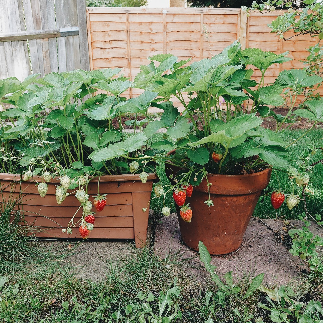 f:id:tomoeagle:20200621022913j:plain