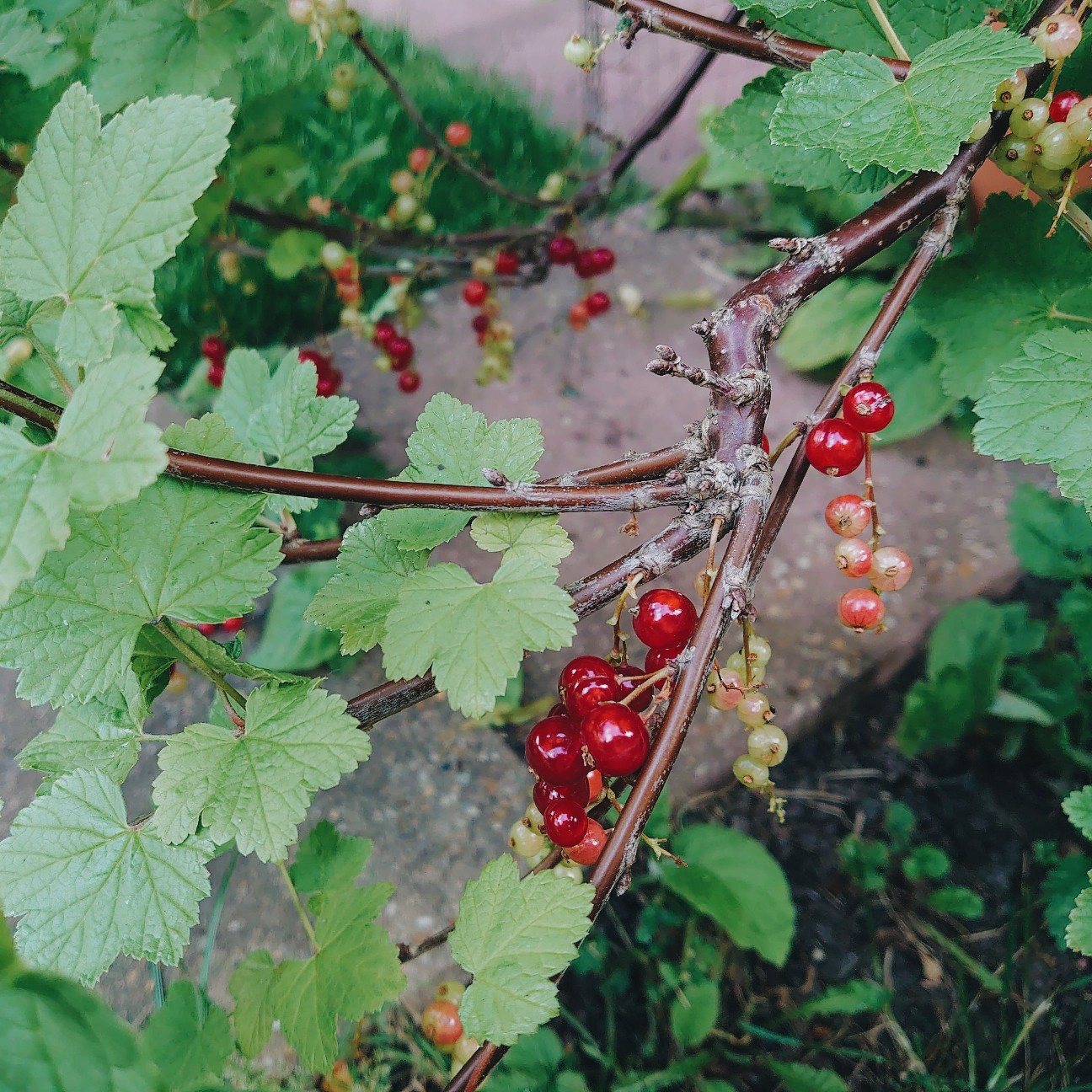 f:id:tomoeagle:20200621023439j:plain