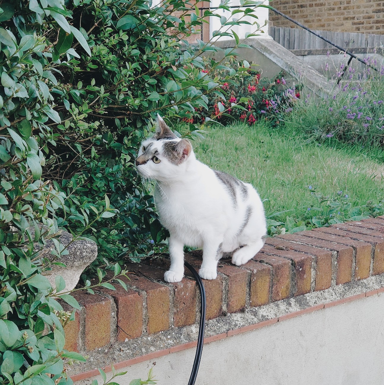 f:id:tomoeagle:20200629075106j:plain