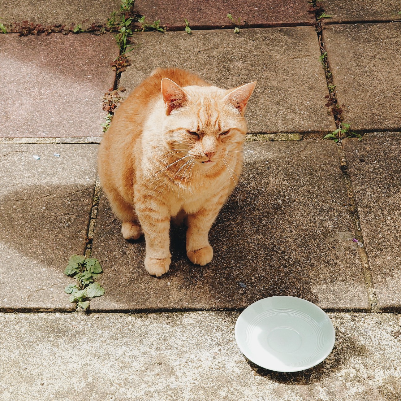 f:id:tomoeagle:20200629075726j:plain