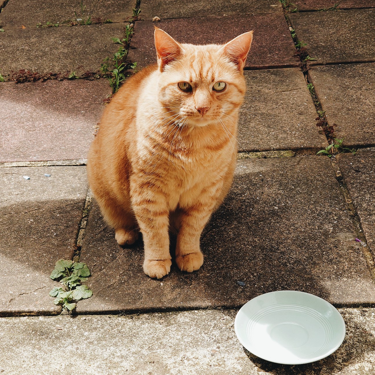 f:id:tomoeagle:20200629075809j:plain