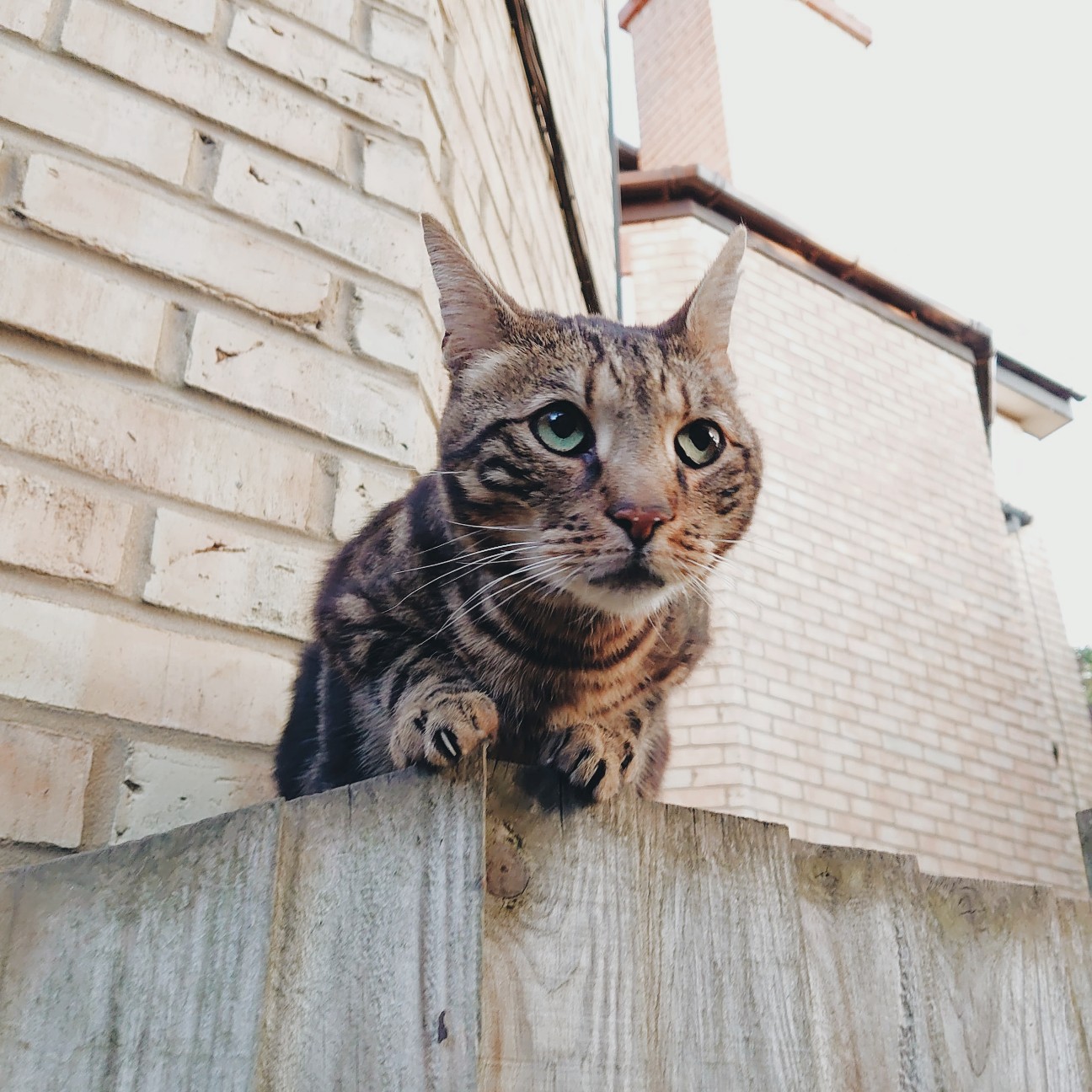 f:id:tomoeagle:20200811203707j:plain