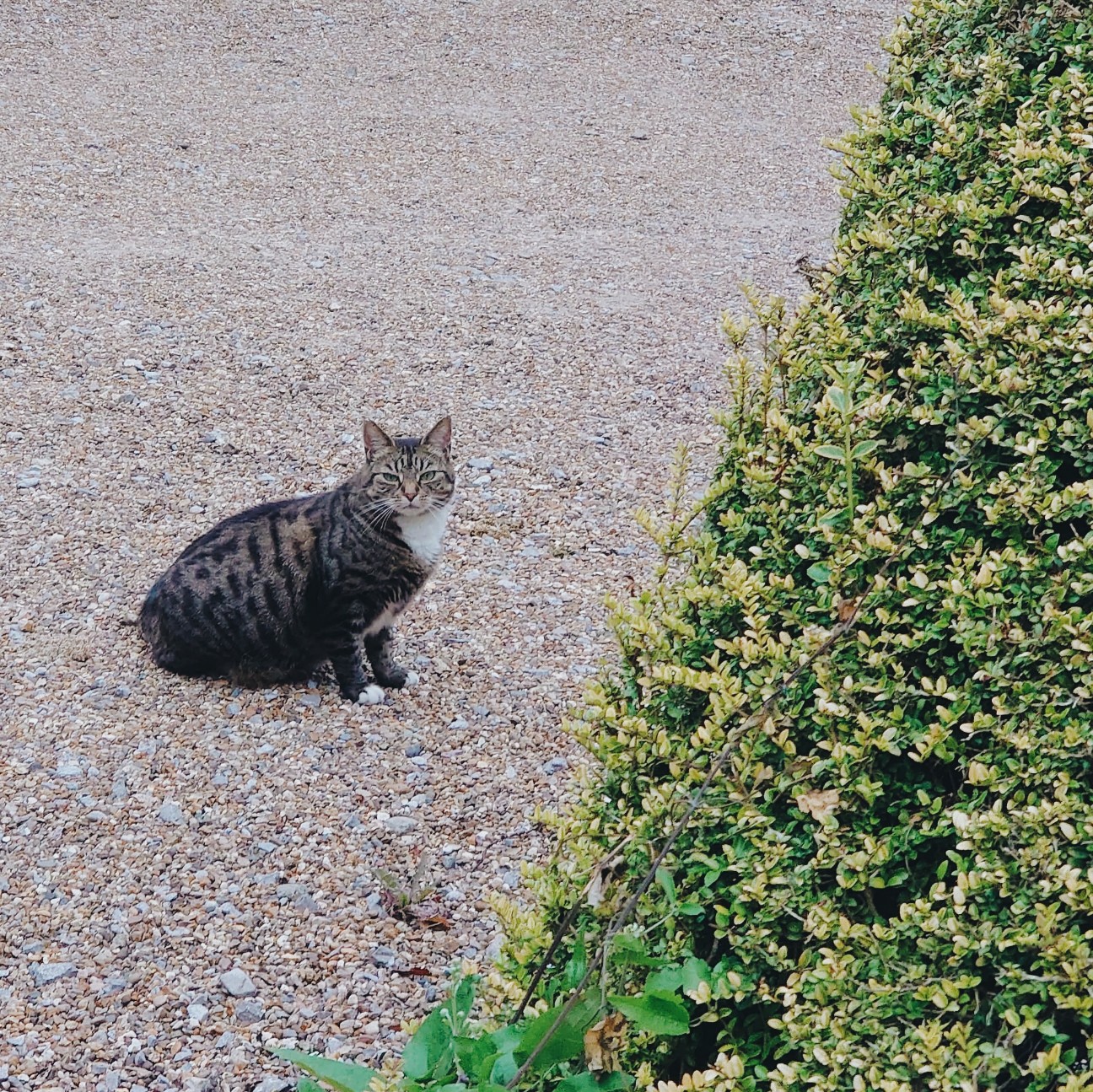 f:id:tomoeagle:20200811204530j:plain