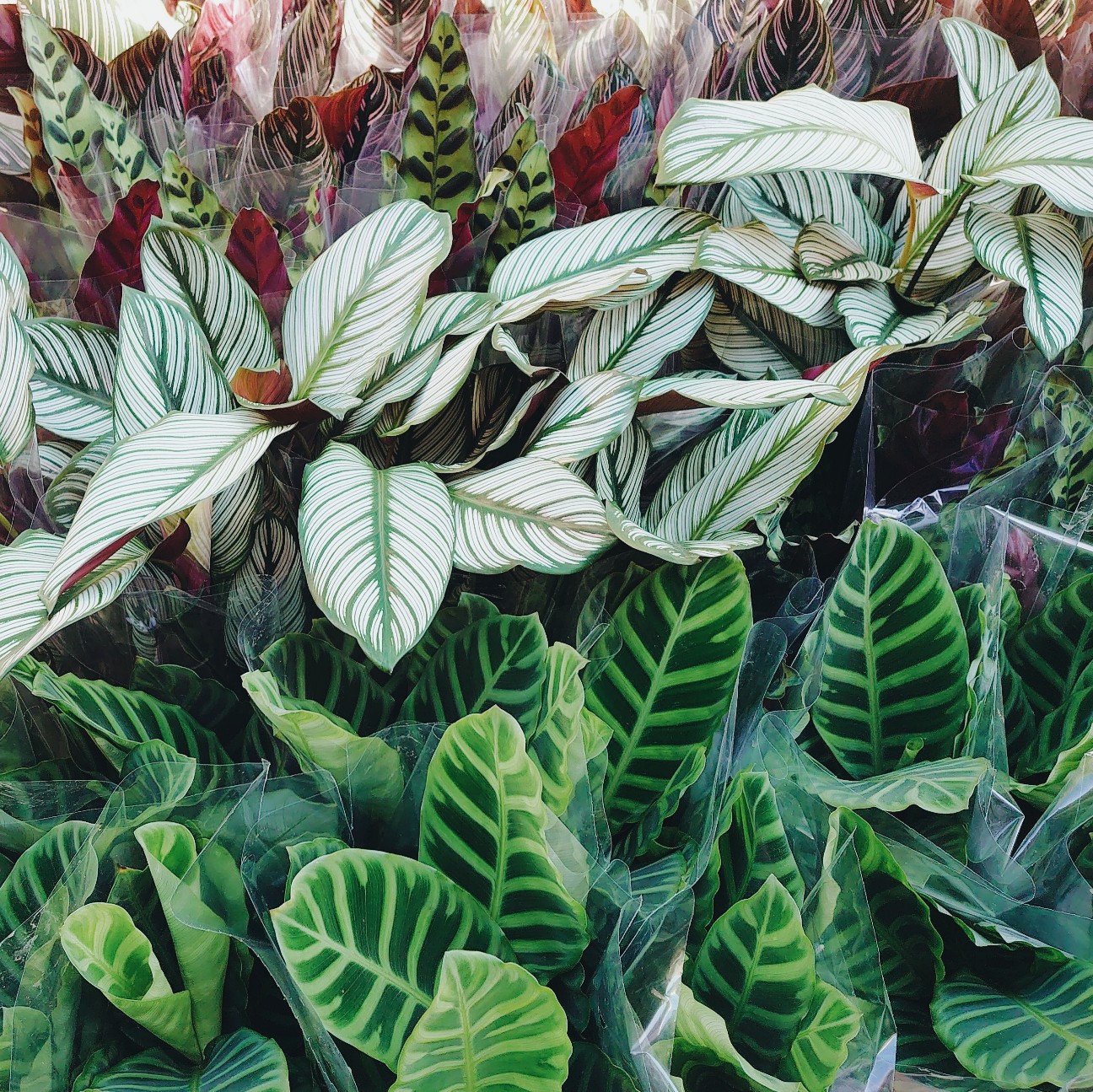 f:id:tomoeagle:20210614070718j:plain