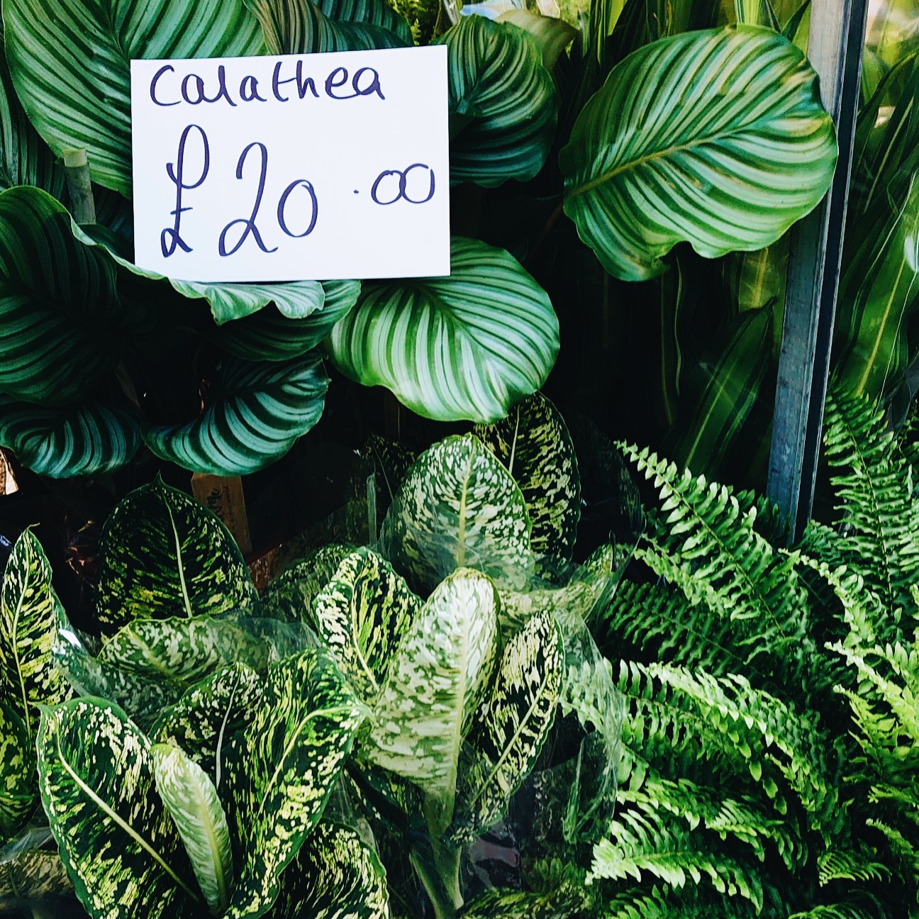 f:id:tomoeagle:20210614070728j:plain