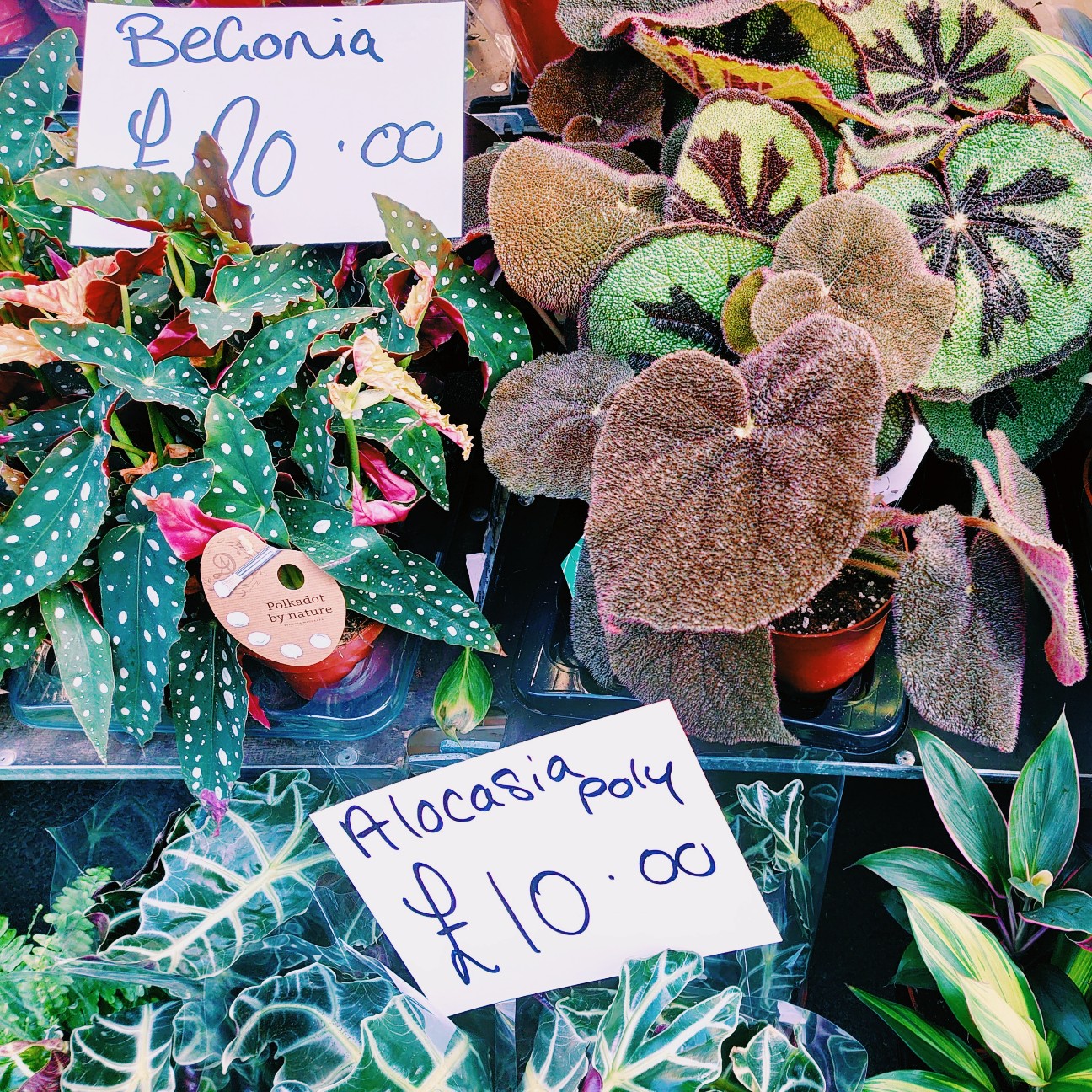 f:id:tomoeagle:20210614070740j:plain