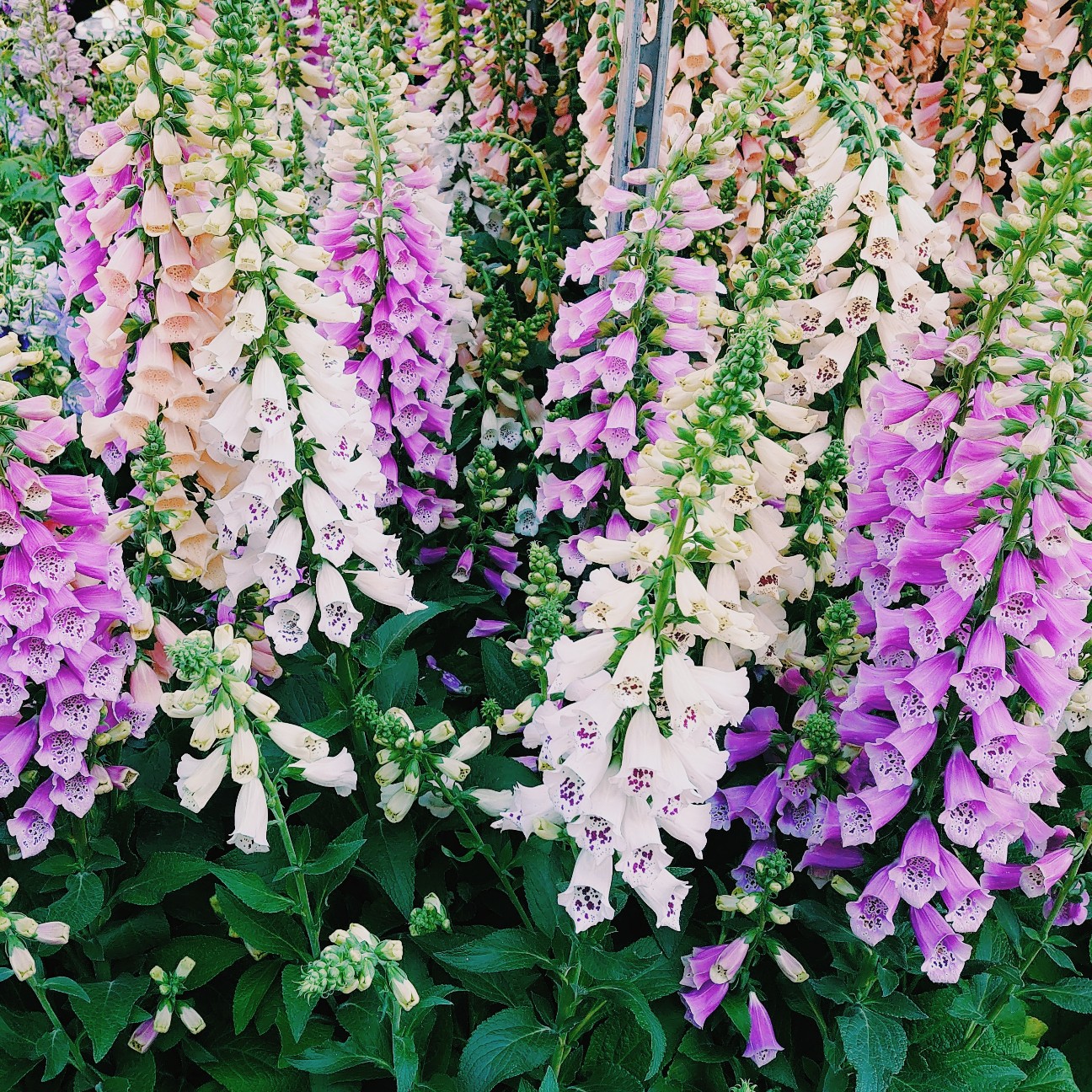 f:id:tomoeagle:20210614070748j:plain