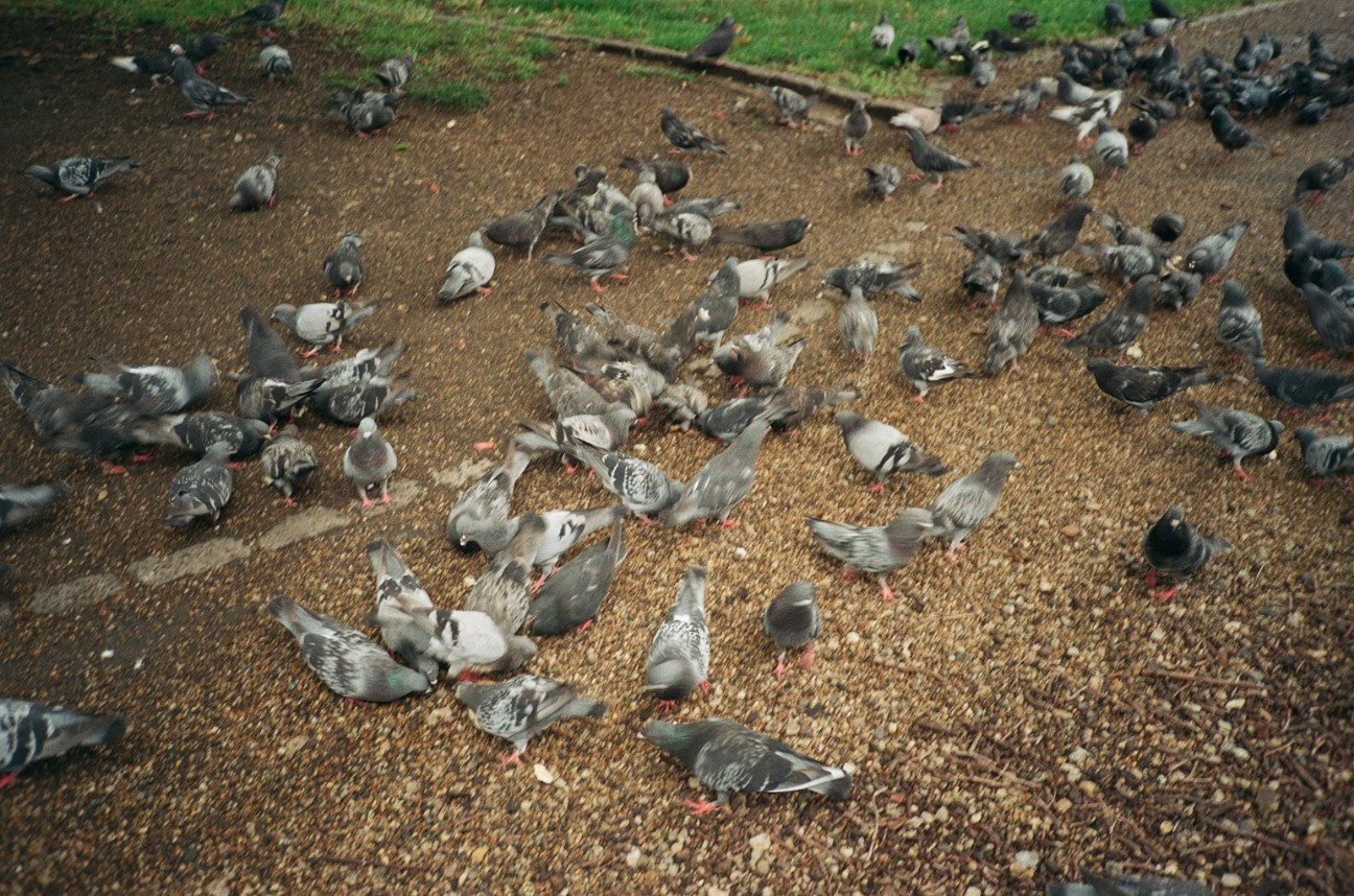 f:id:tomoeagle:20210729194907j:plain