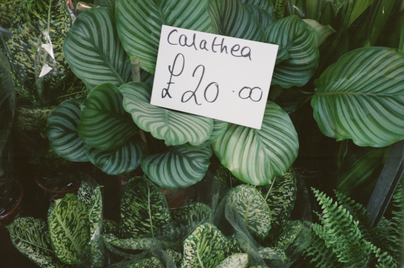 f:id:tomoeagle:20210729195001j:plain