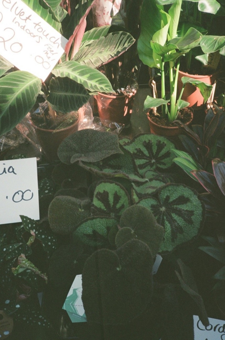 f:id:tomoeagle:20210729195036j:plain