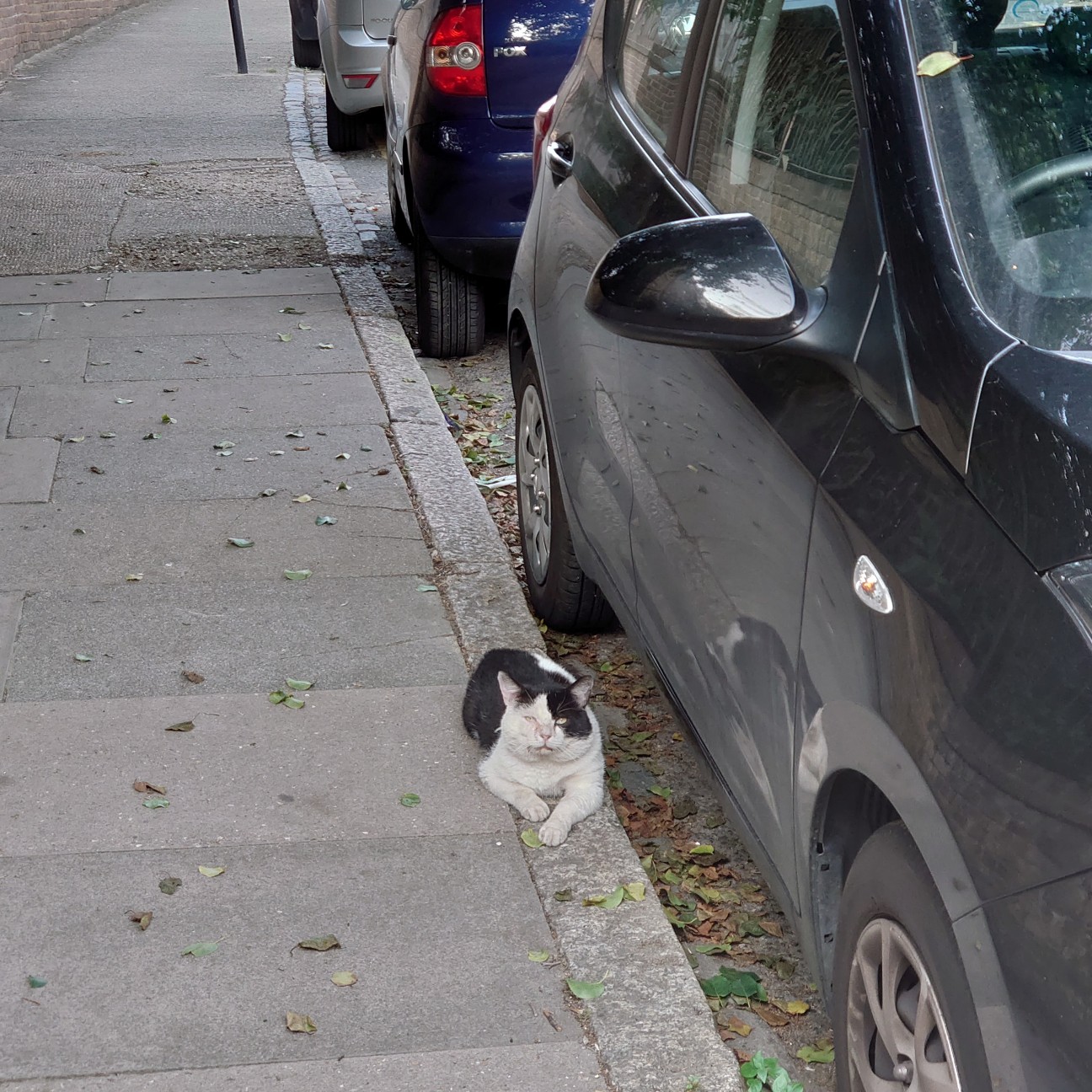 f:id:tomoeagle:20210805061321j:plain