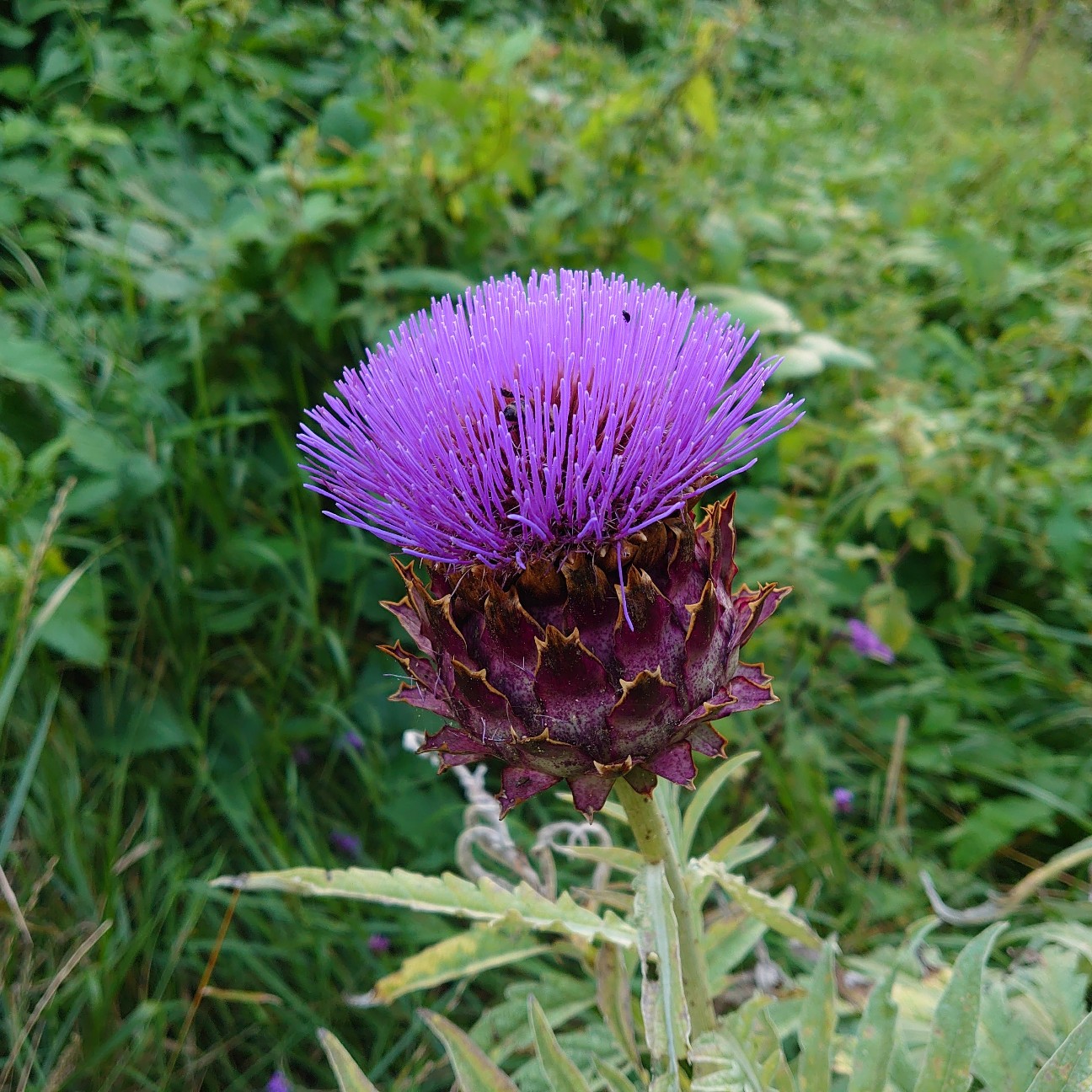 f:id:tomoeagle:20210805061431j:plain