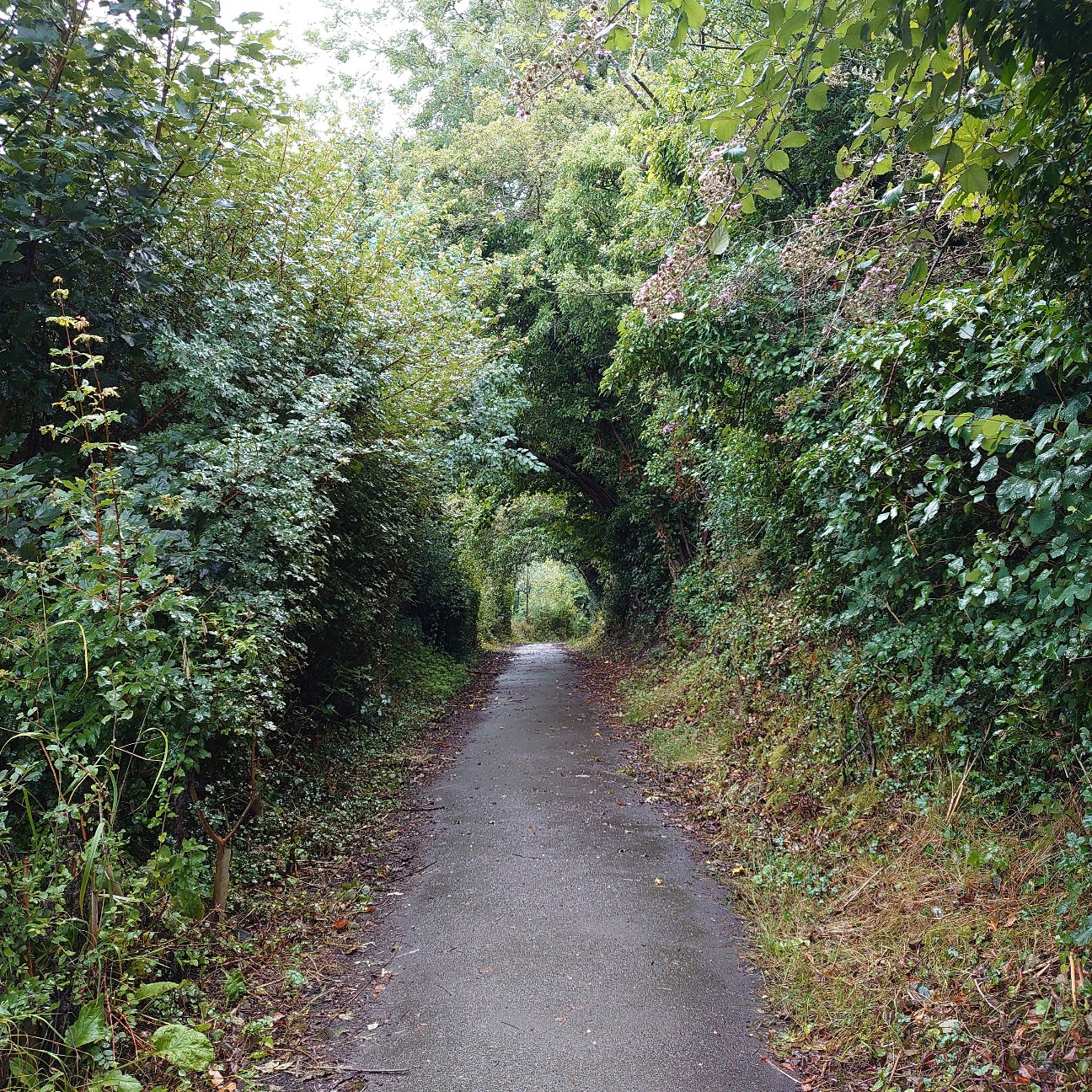 f:id:tomoeagle:20210812005359j:plain