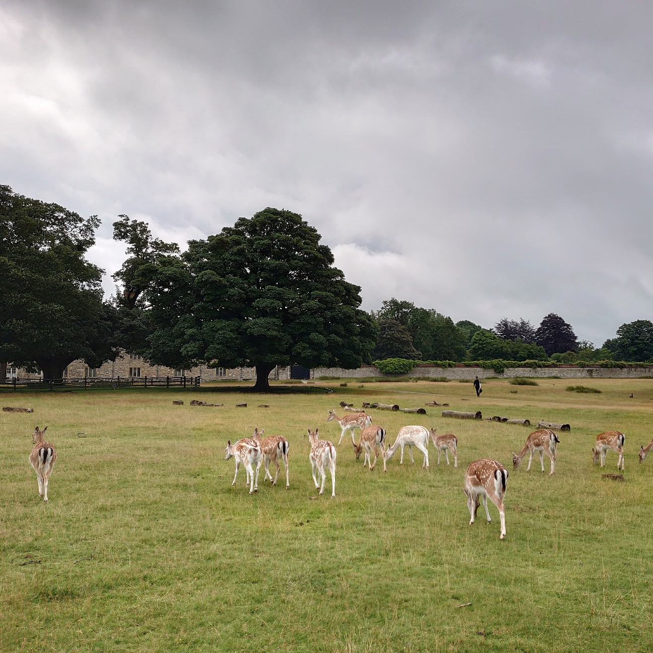 f:id:tomoeagle:20210812005405j:plain