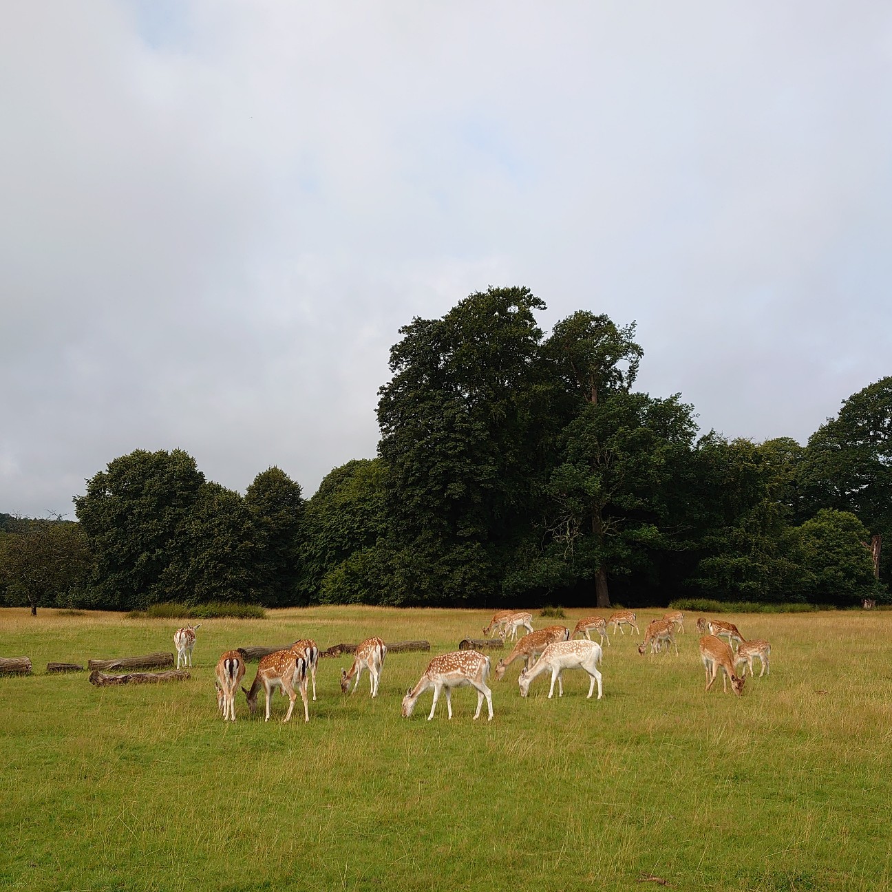 f:id:tomoeagle:20210812005407j:plain