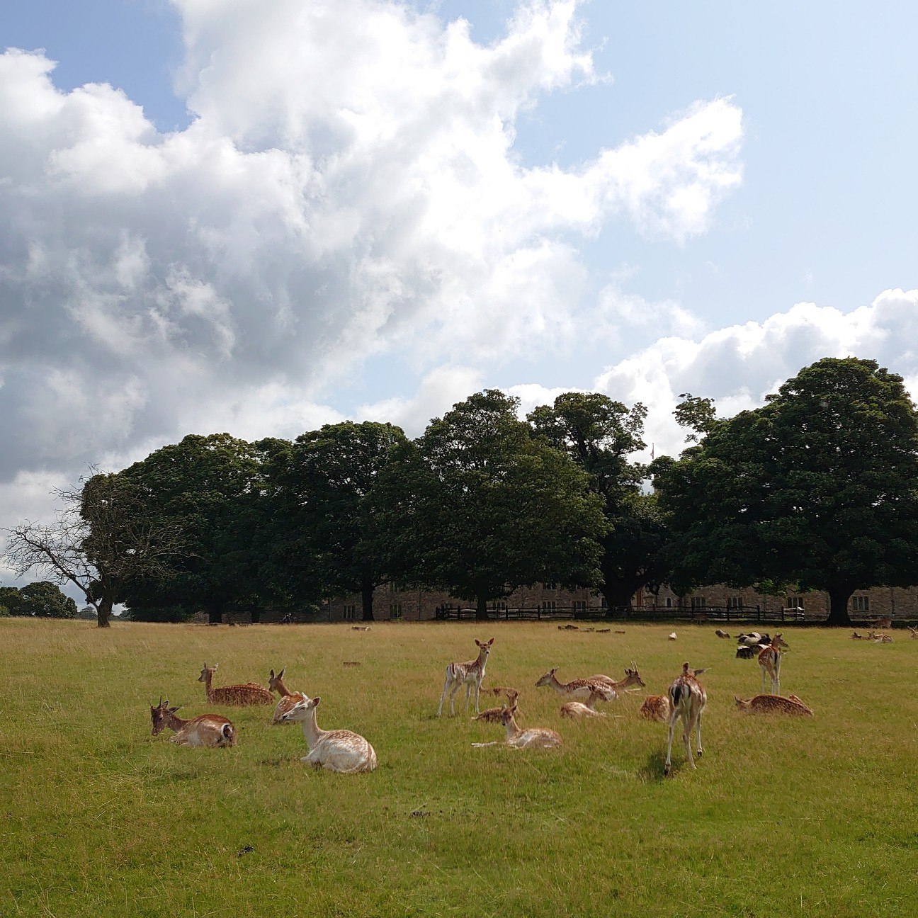 f:id:tomoeagle:20210812005523j:plain