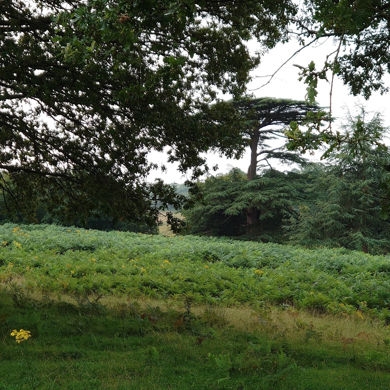 f:id:tomoeagle:20210812005528j:plain