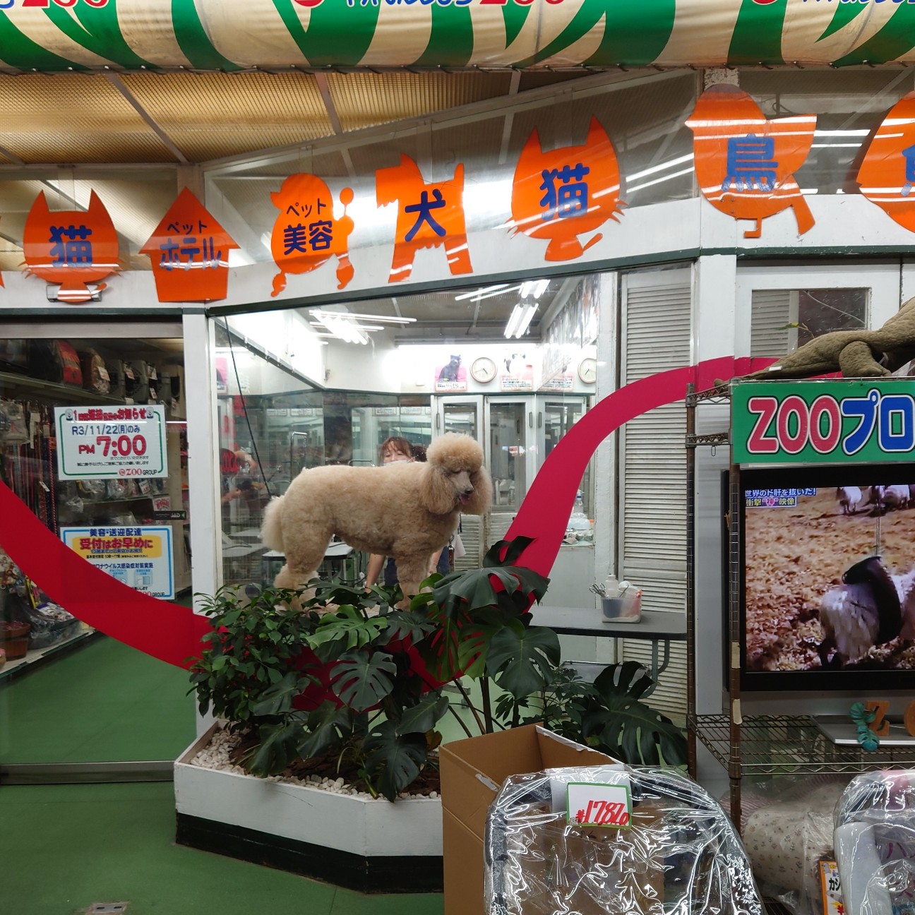 f:id:tomoeagle:20211211075745j:plain