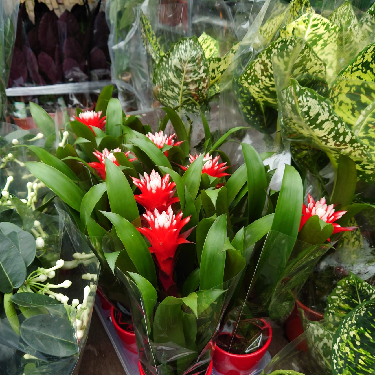 f:id:tomoeagle:20211216065531j:plain