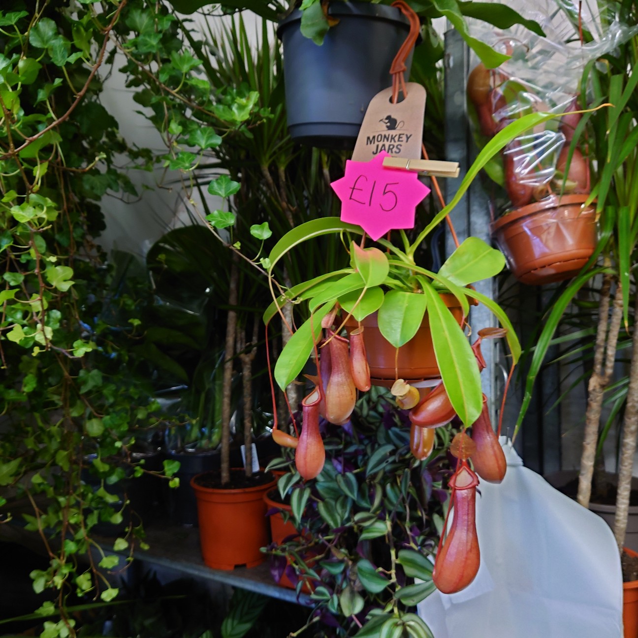 f:id:tomoeagle:20211216065724j:plain