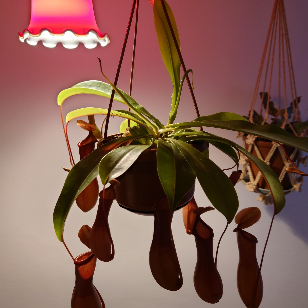 f:id:tomoeagle:20211216065832j:plain