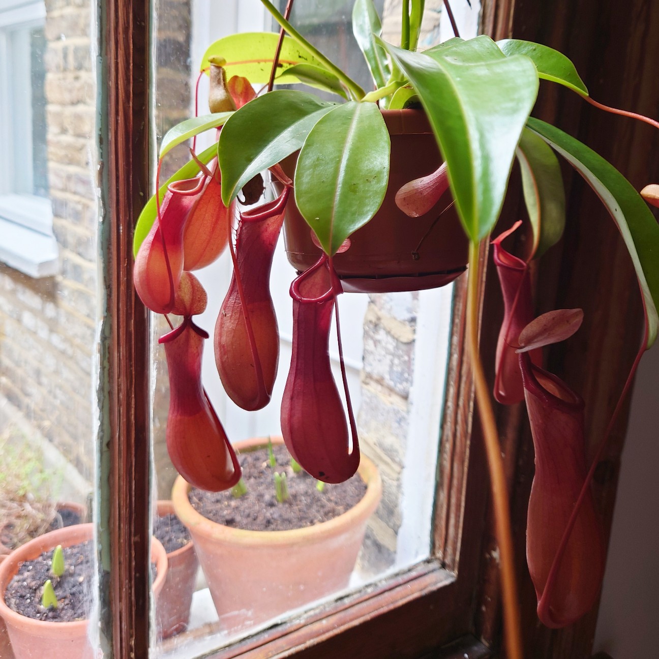 f:id:tomoeagle:20211216065835j:plain