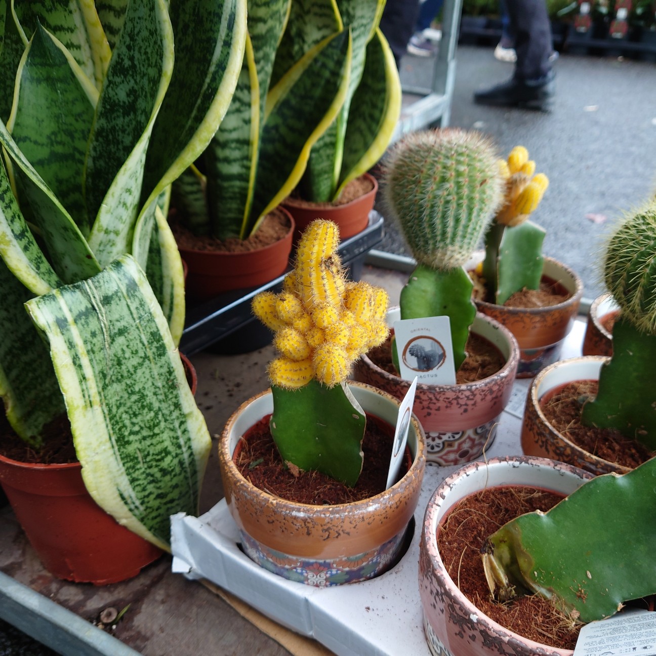 f:id:tomoeagle:20211216072145j:plain