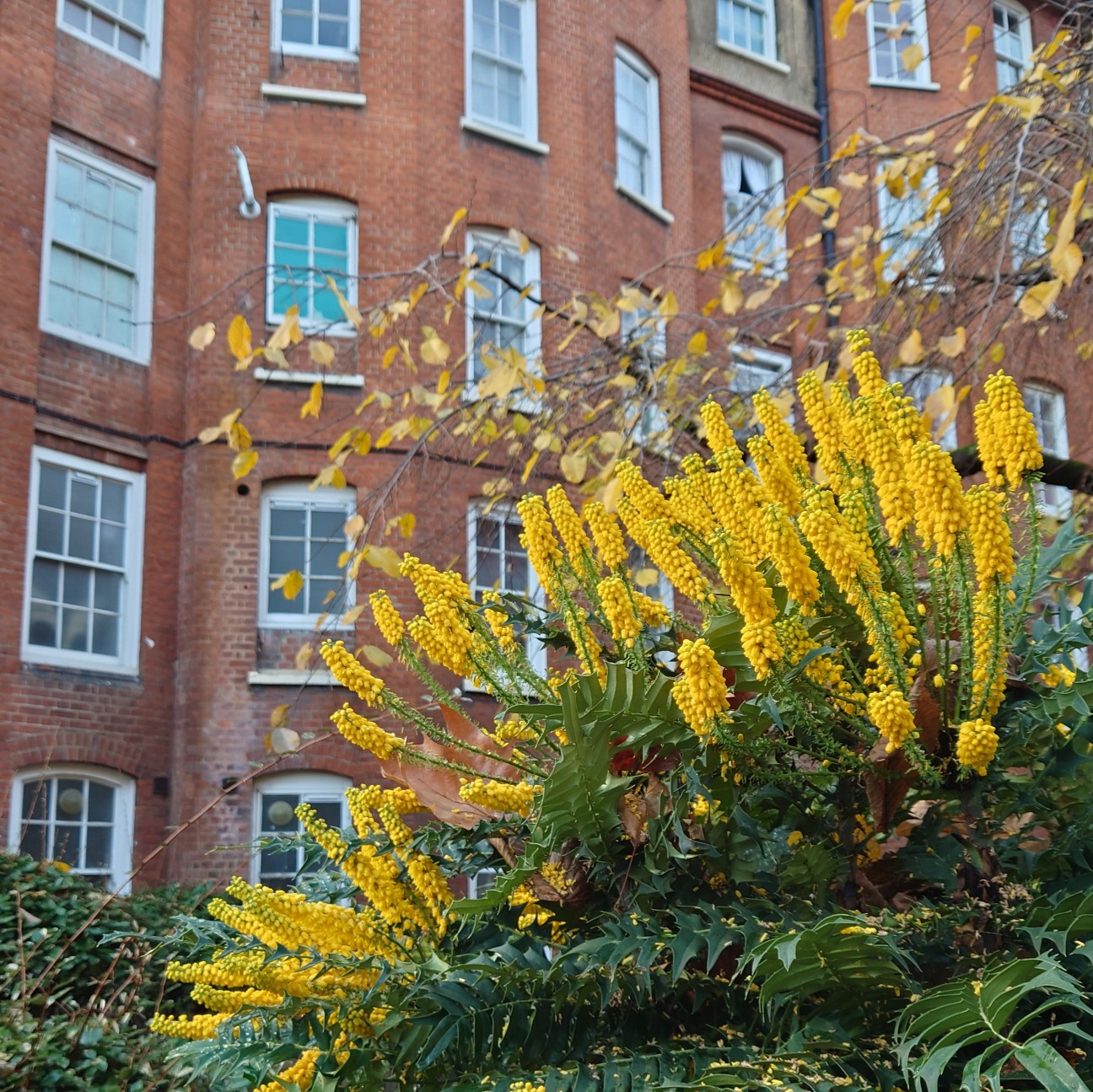 f:id:tomoeagle:20211217223631j:plain