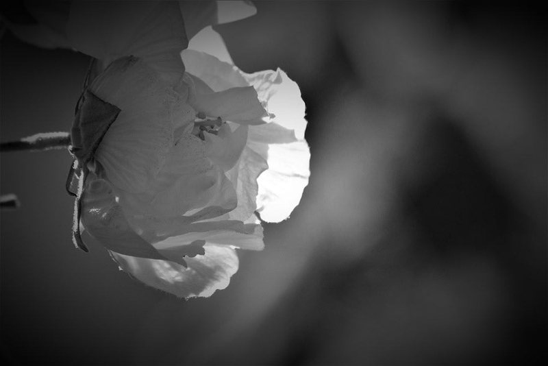 衣透る花 - 萬文習作帖