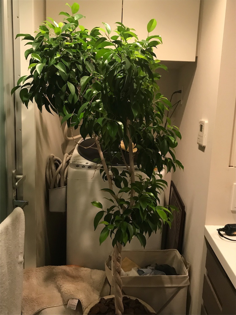 f:id:tomoeri12:20191012134542j:image