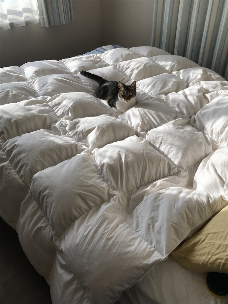 f:id:tomoeri12:20200609210645j:image