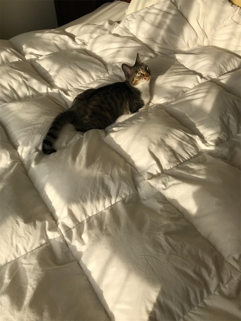 f:id:tomoeri12:20200609210710j:image