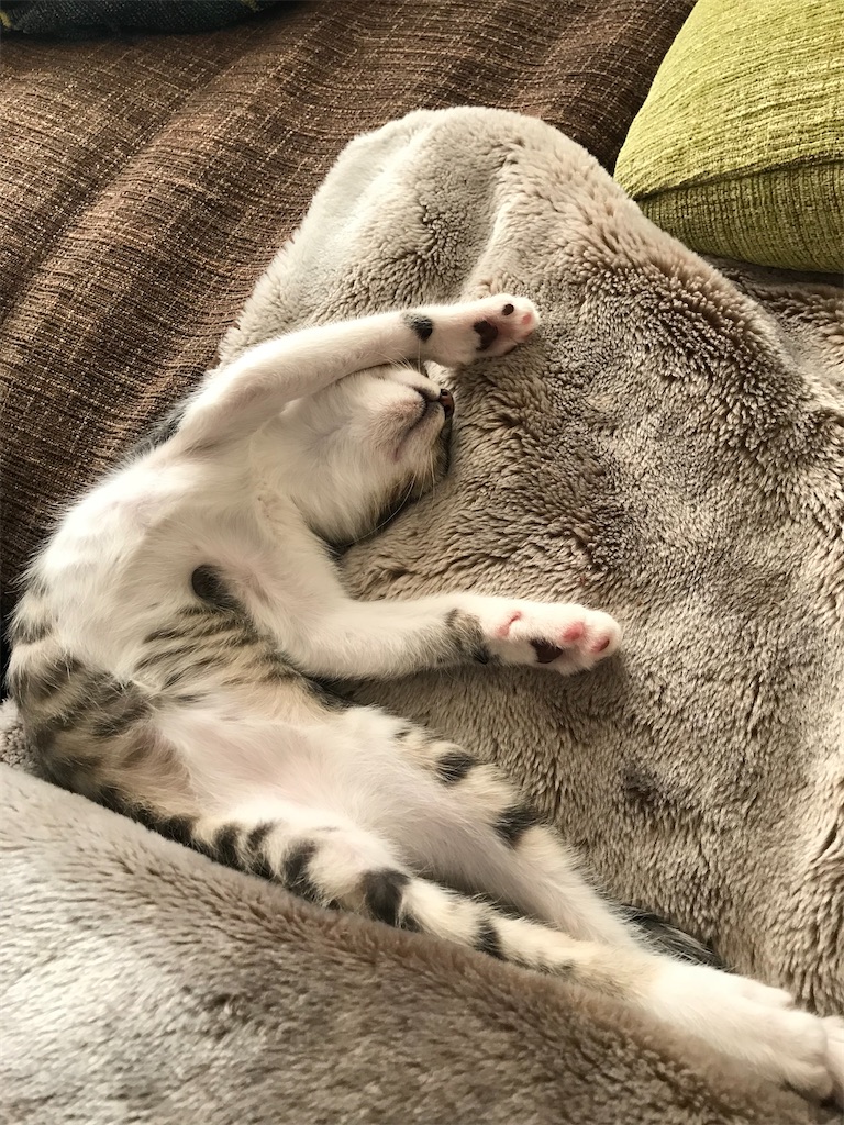 f:id:tomoeri12:20221025131038j:image f:id:tomoeri12:20221025131038j:image