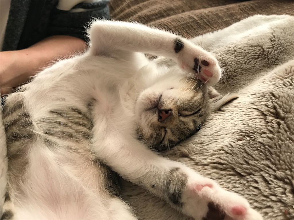 f:id:tomoeri12:20221025131042j:image f:id:tomoeri12:20221025131042j:image