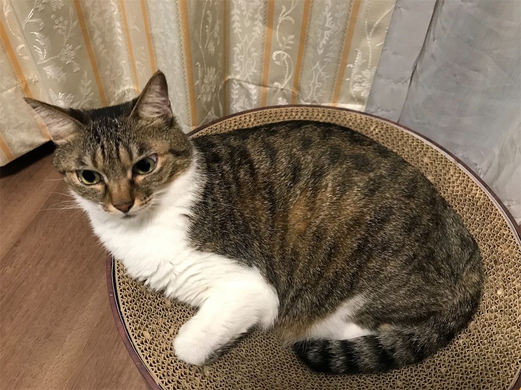 f:id:tomoeri12:20221025181915j:image f:id:tomoeri12:20221025181915j:image