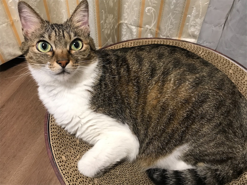 f:id:tomoeri12:20221025181918j:image f:id:tomoeri12:20221025181918j:image