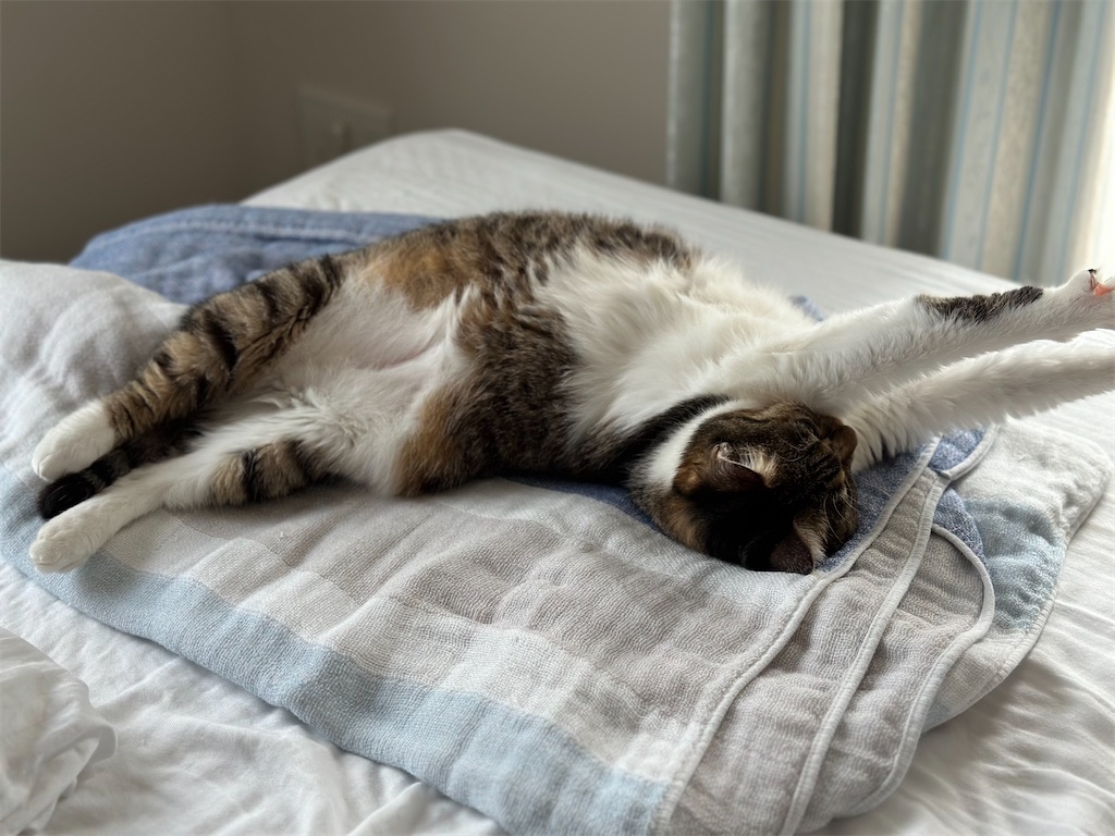 f:id:tomoeri12:20230814172227j:image