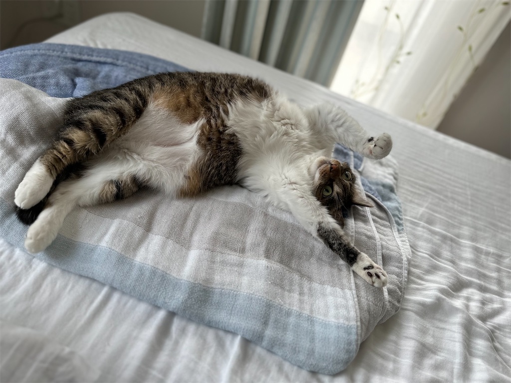 f:id:tomoeri12:20230814172246j:image