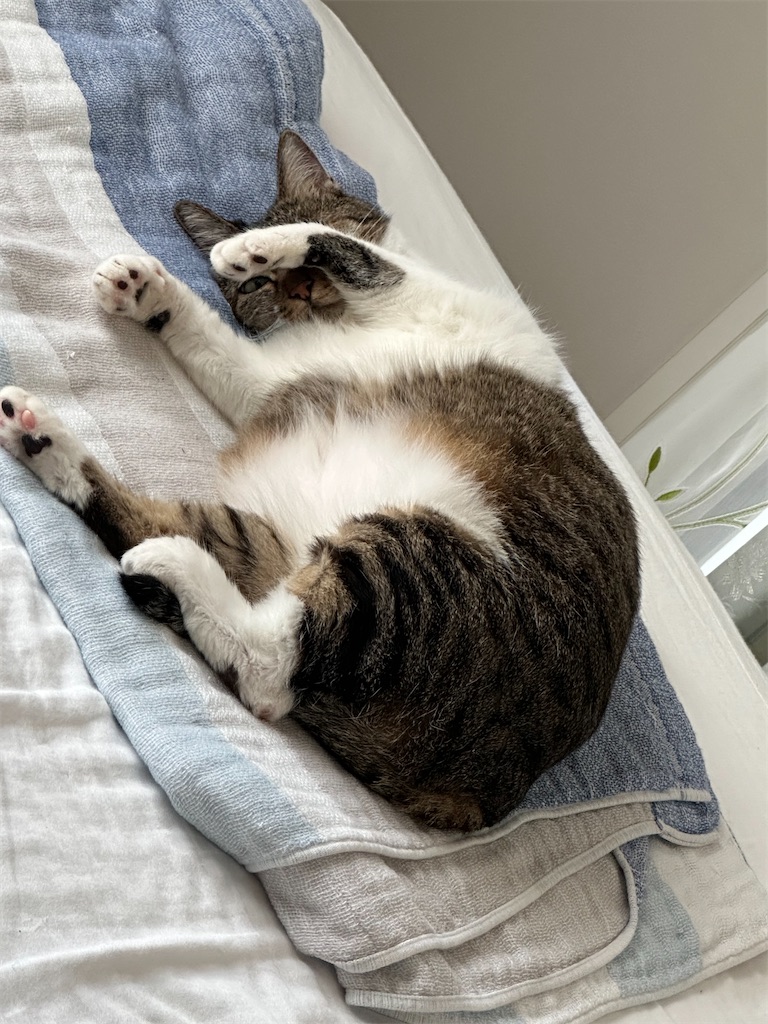 f:id:tomoeri12:20230814174335j:image