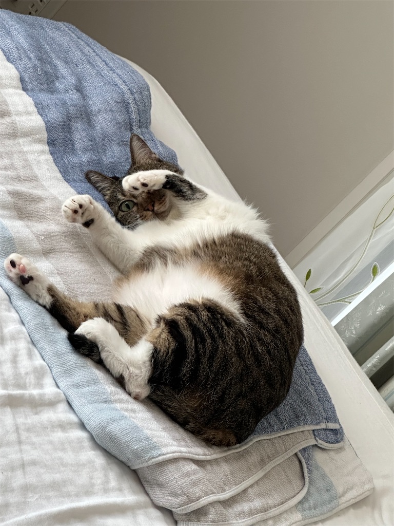 f:id:tomoeri12:20230814174338j:image