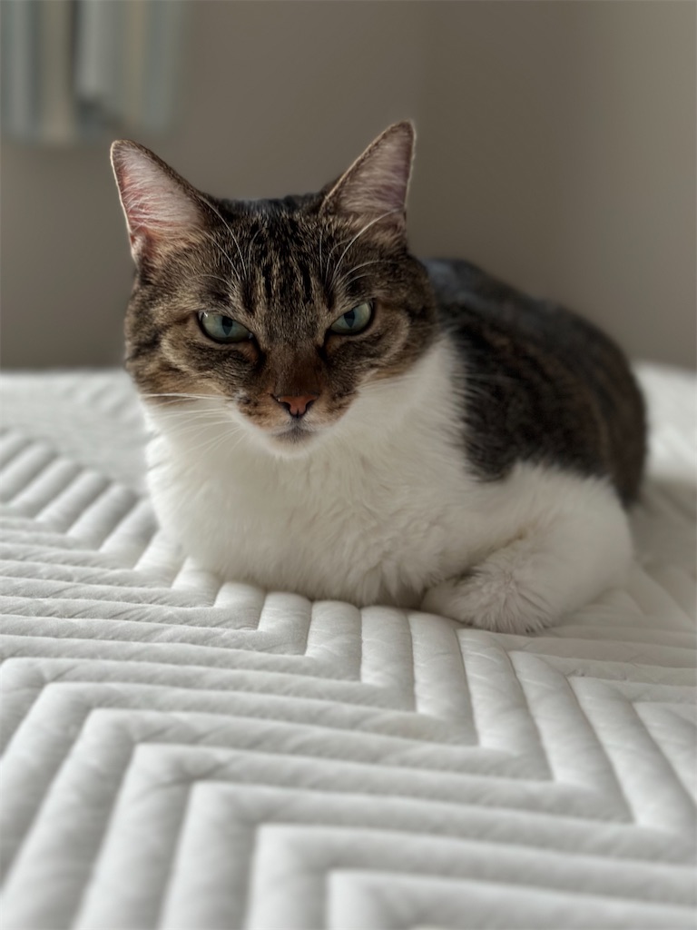 f:id:tomoeri12:20230911094240j:image