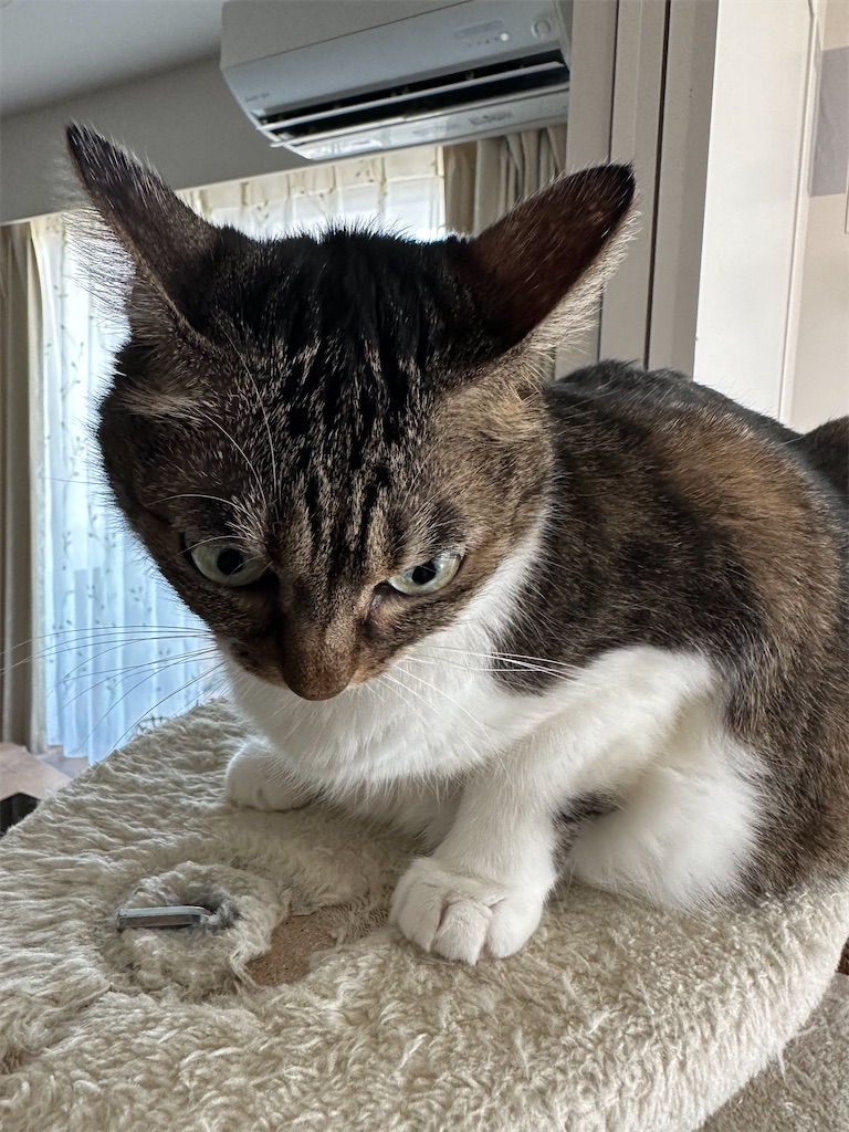 f:id:tomoeri12:20250907054640j:image